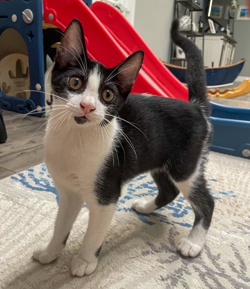 CAVATAPPI - Domestic Short Hair / Tuxedo available for adoption
