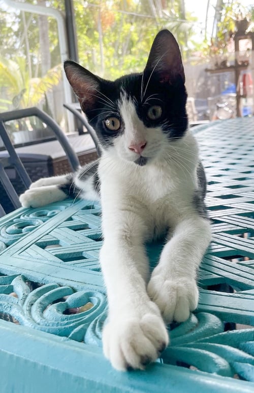CAVATAPPI - Domestic Short Hair / Tuxedo available for adoption