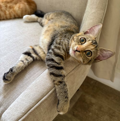 GINNY WEASLEY - Calico / Tabby for adoption in Fort Lauderdale