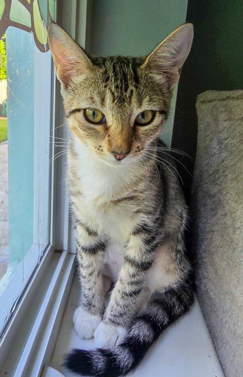 PIP - Domestic Short Hair / Tabby available for adoption