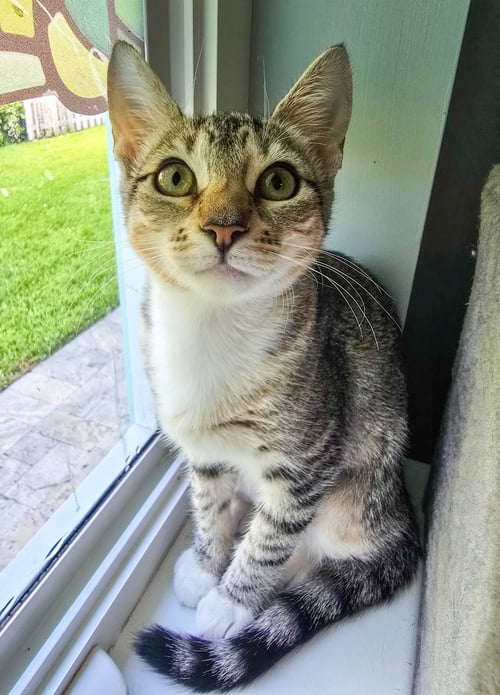 PIP - Domestic Short Hair / Tabby available for adoption