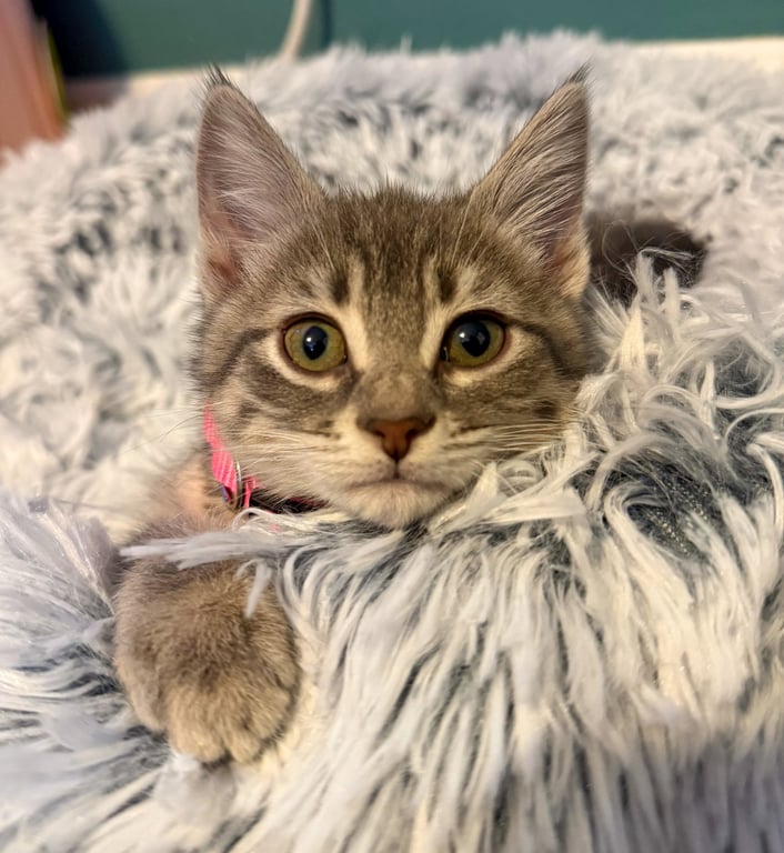 Melanie Image