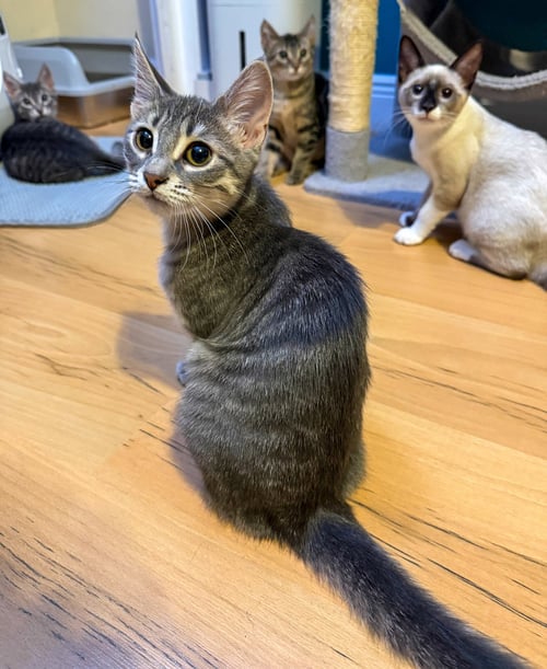 MELANIE - Domestic Short Hair / Tabby available for adoption