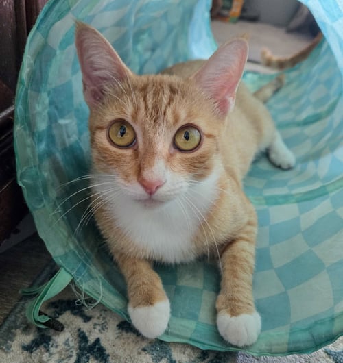 DAENERYS - Domestic Short Hair available for adoption