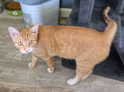DAENERYS - Domestic Short Hair available for adoption