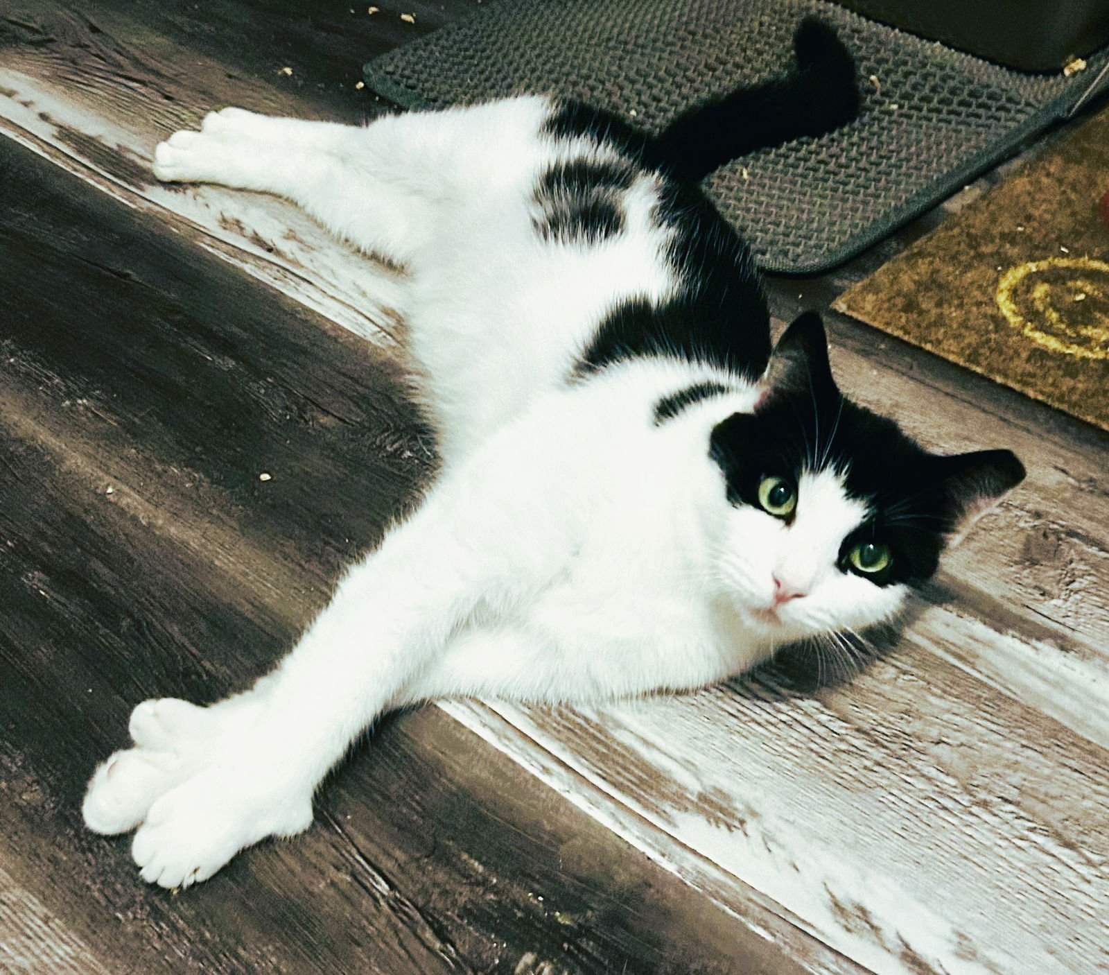 COOKIE - Extra-Toes Cat (Hemingway Polydactyl) / Domestic Short Hair available for adoption