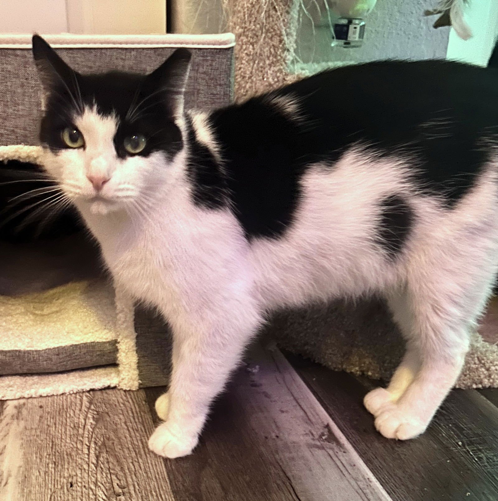 COOKIE - Extra-Toes Cat (Hemingway Polydactyl) / Domestic Short Hair available for adoption