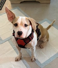 Annie - Photo 3