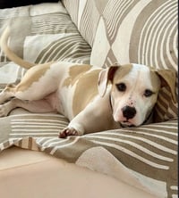 Annie - Photo 1
