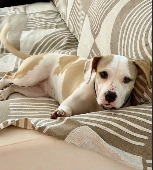 ANNIE - Bulldog / Beagle available for adoption