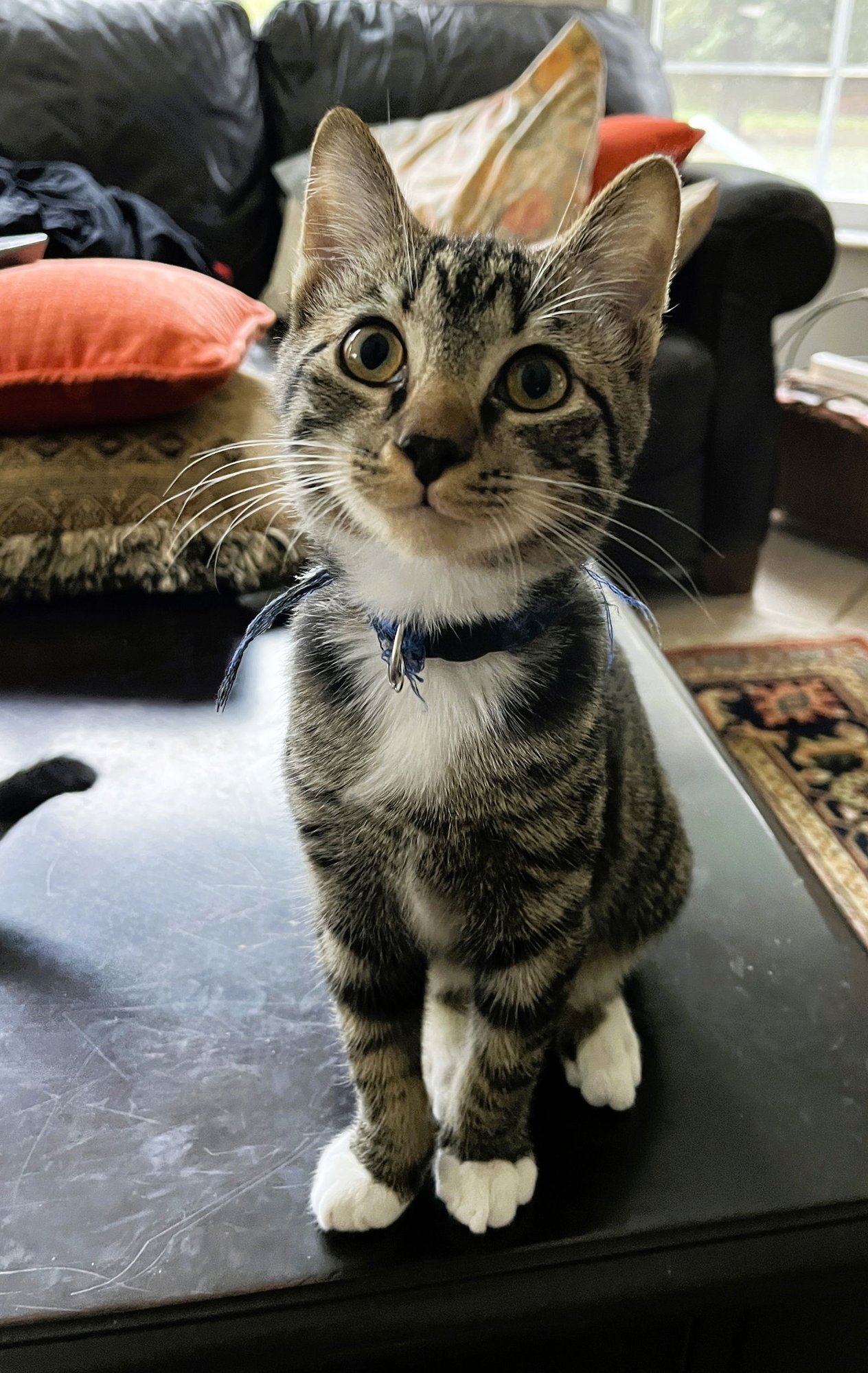 BLUE BOY - Domestic Short Hair / Tabby available for adoption
