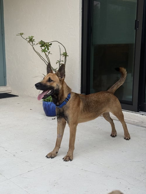 GIBSON - German Shepherd Dog for adoption in Boynton Beach