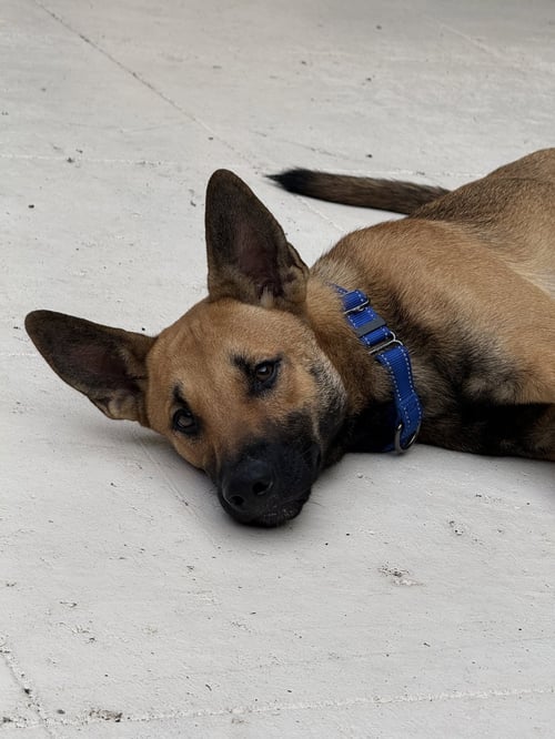 GIBSON - German Shepherd Dog available for adoption
