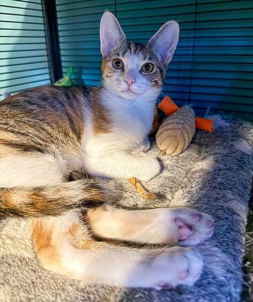 LITTEN - Calico / Tabby available for adoption
