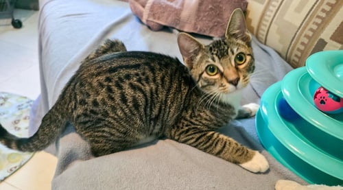 FINN - Domestic Short Hair / Tabby available for adoption