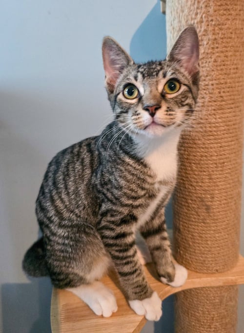 FINN - Domestic Short Hair / Tabby available for adoption