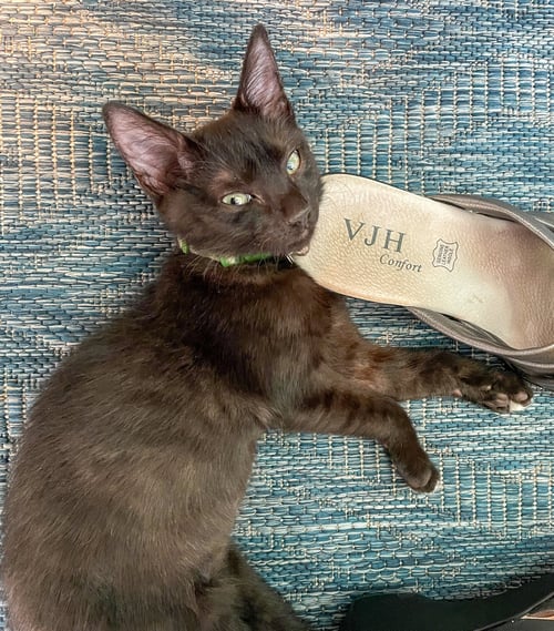 KON - Domestic Short Hair available for adoption