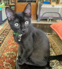 Kon - Photo 1