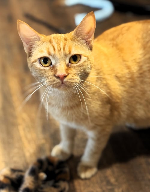 SOLEIL - Domestic Short Hair / Tabby for adoption in Plantation