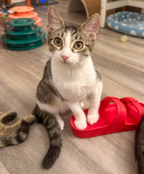 DENVER - Domestic Short Hair / Tabby for adoption in Deerfield Beach