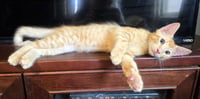 Whisky - Photo 3