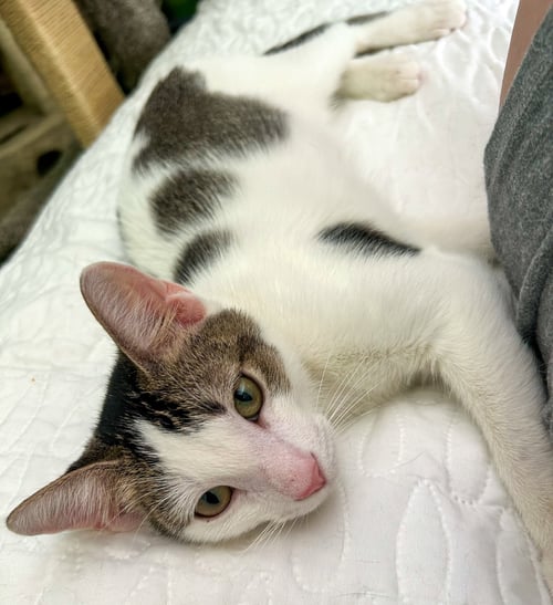 LOKI - Domestic Short Hair available for adoption