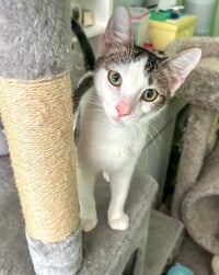 Loki - Photo 1