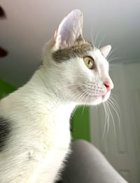 Loki - Photo 3
