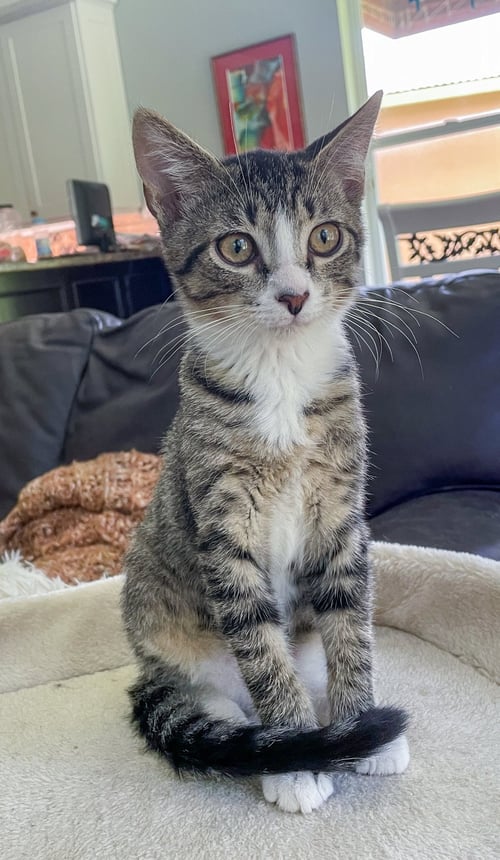 HUEY - Domestic Short Hair / Tabby available for adoption