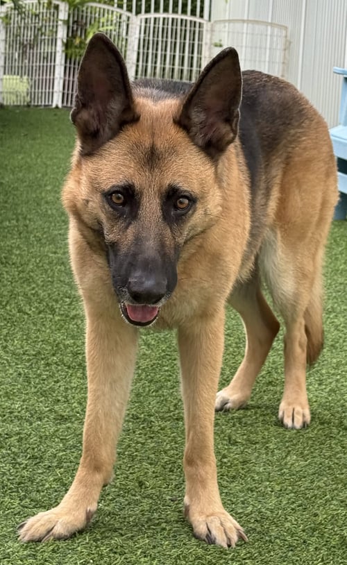 KIRA - German Shepherd Dog for adoption in Boynton Beach
