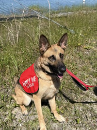 Kira - Photo 3