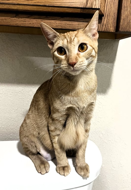 Gabby Image