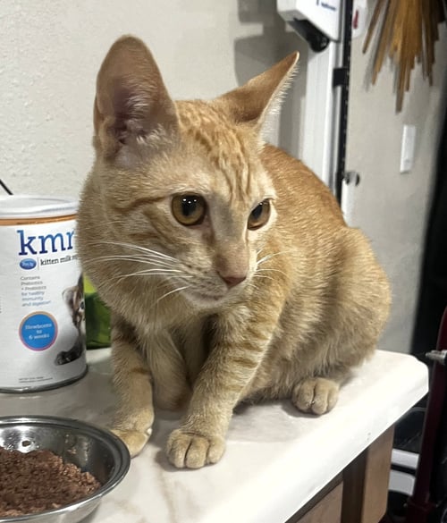GABBY - Domestic Short Hair / Tabby available for adoption