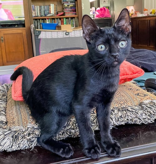 COLE - Domestic Short Hair / Bombay available for adoption