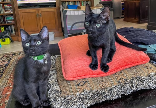 COLE - Domestic Short Hair / Bombay available for adoption