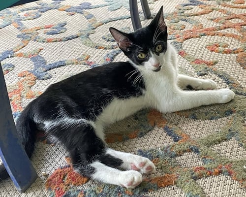 ZITI - Domestic Short Hair / Tuxedo available for adoption