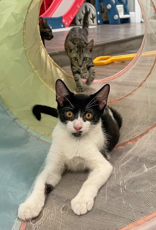 ZITI - Domestic Short Hair / Tuxedo available for adoption