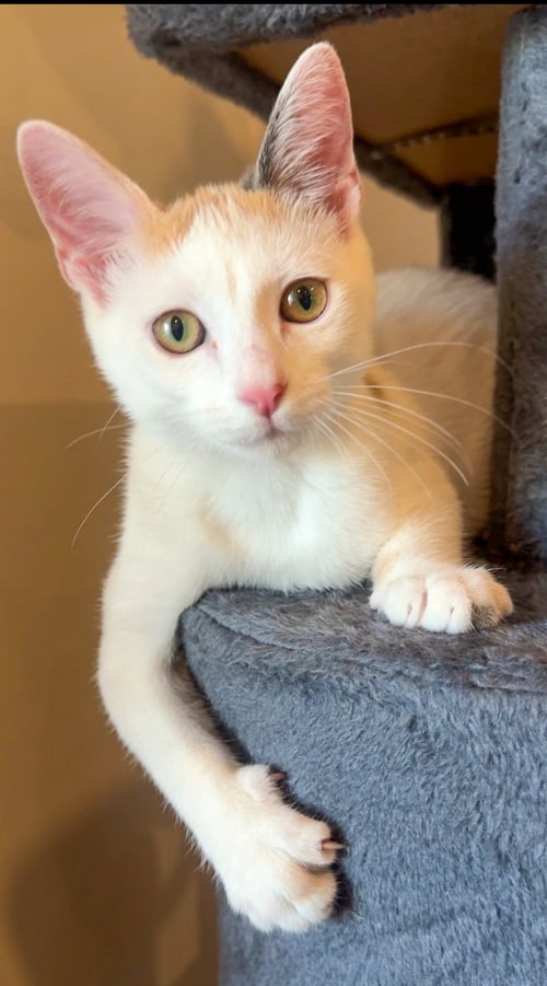 MADISON - Calico / Dilute Calico available for adoption