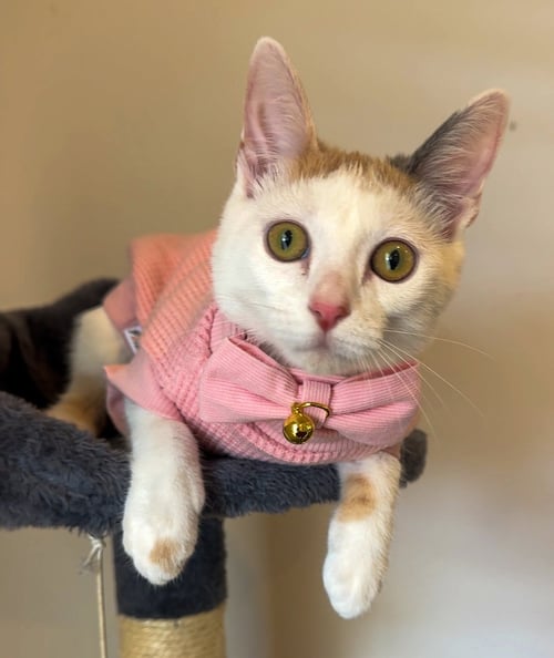 MADISON - Calico / Dilute Calico available for adoption