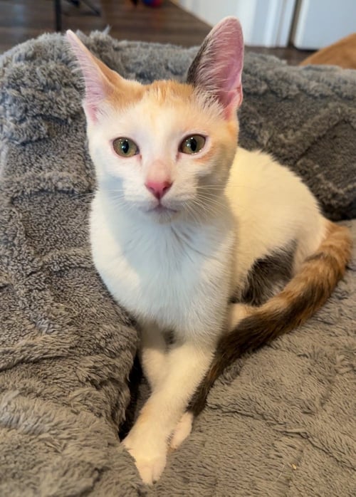 MADISON - Calico / Dilute Calico available for adoption