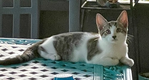 RAVIOLI - Domestic Short Hair available for adoption