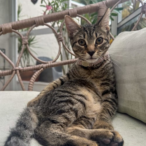 LINGUINE - Tabby / Domestic Short Hair available for adoption
