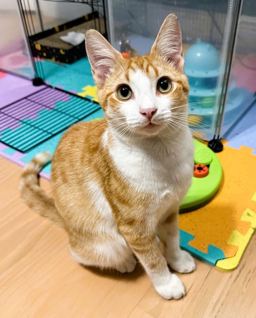 DILLINGER - Domestic Short Hair for adoption in Pompano Beach