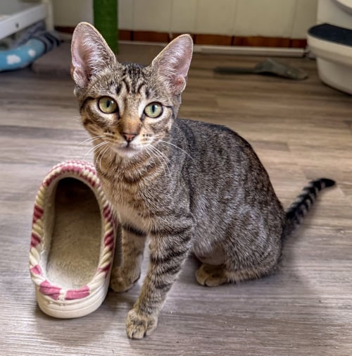 BROOKLYN - Domestic Short Hair / Tabby for adoption in Deerfield Beach
