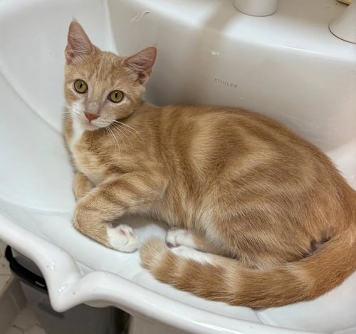 DUNE - Domestic Short Hair / Tabby available for adoption