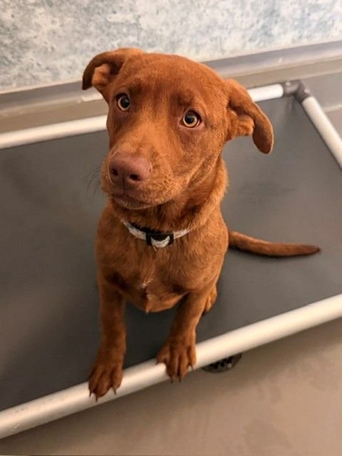 ZAMBONI - Unknown available for adoption