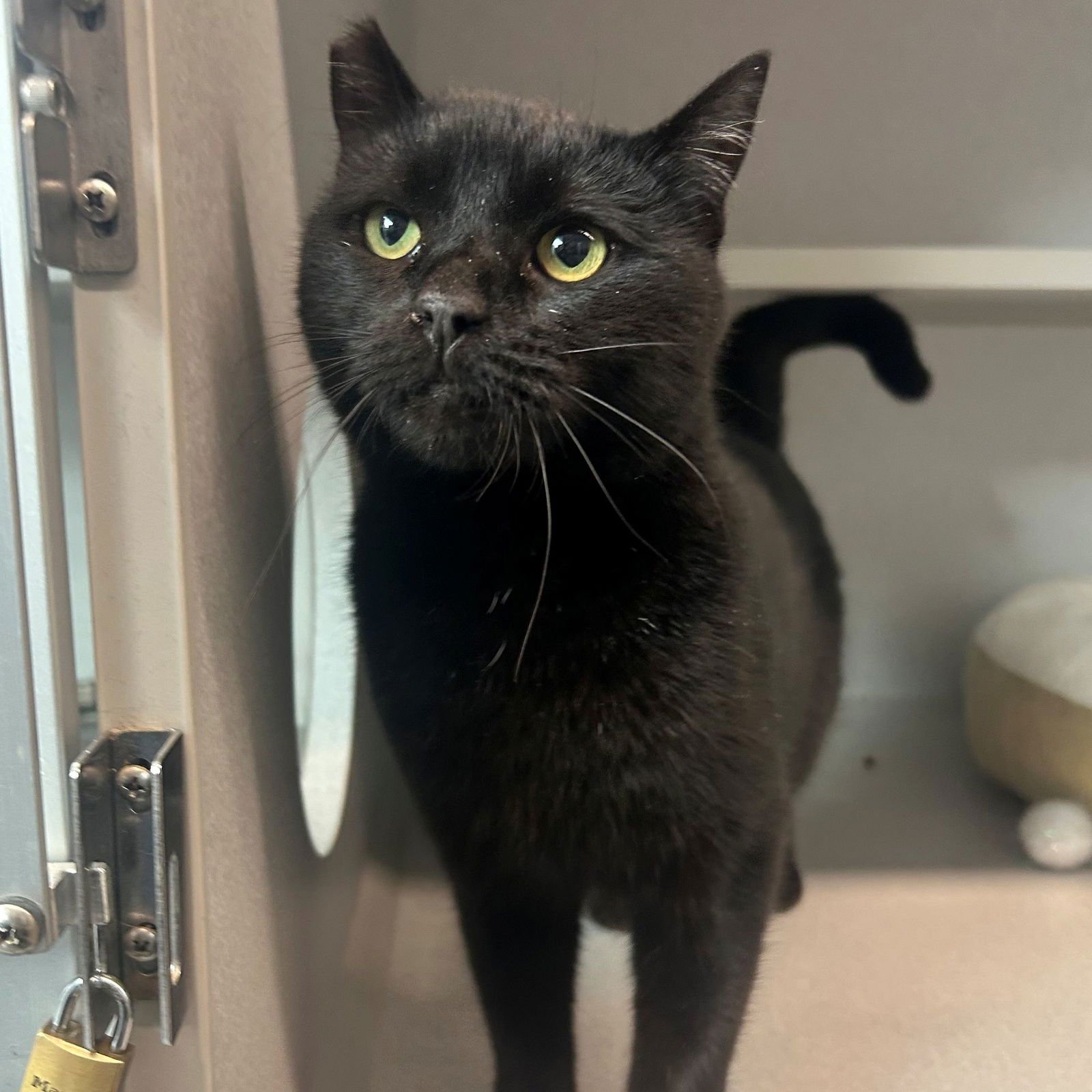 ISABELLA - Unknown available for adoption