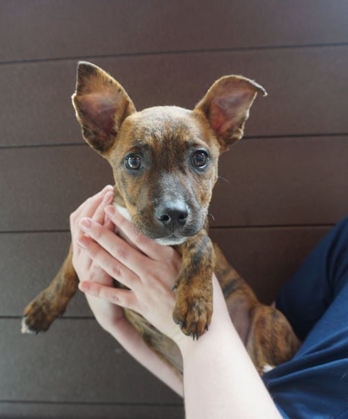 WINONA - Unknown available for adoption