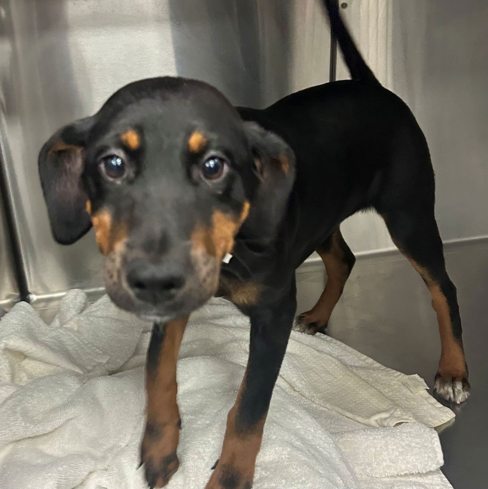 URSULA - Unknown available for adoption