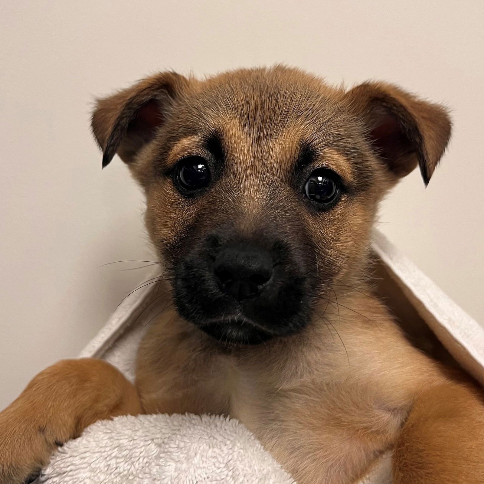 WEDGE - Unknown available for adoption